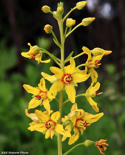 {Lysimachia terrestris}